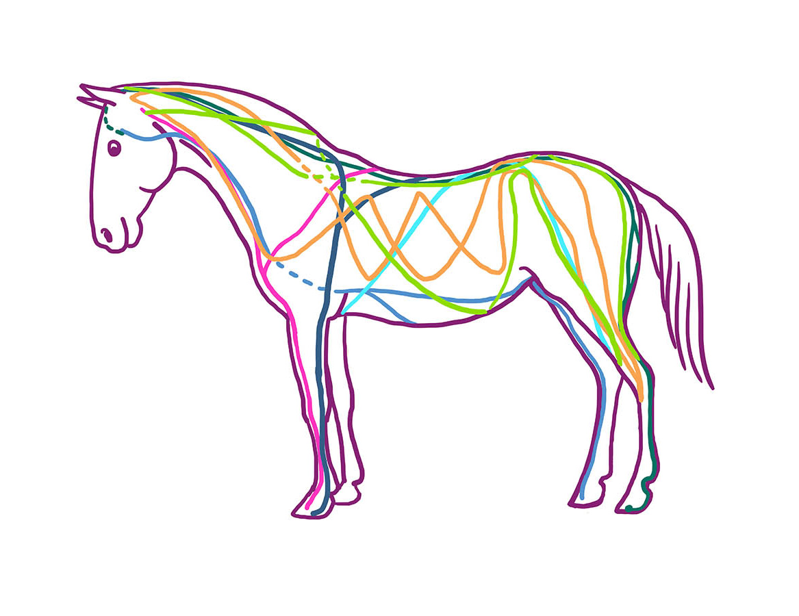 Fascia-Lines-horses