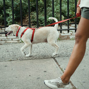 dog walkers