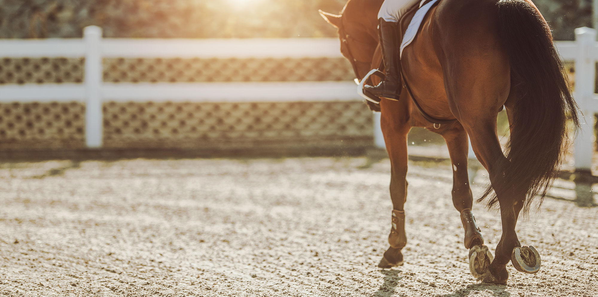 Horse and rider trotting around an outdoor riding school with the sun setting behind them